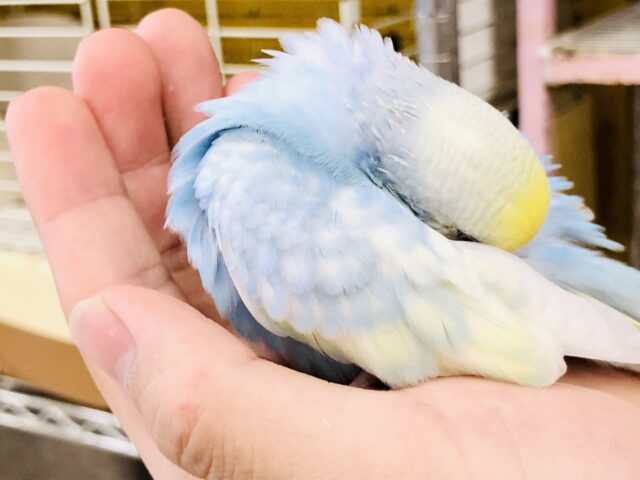 セキセイインコ