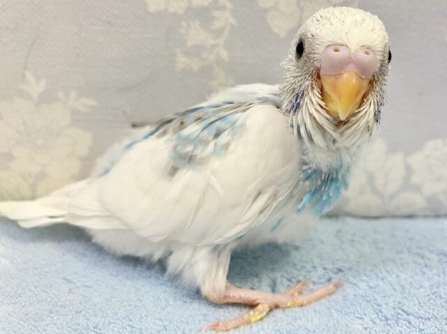 空色ビューティー☁️🫧 セキセイインコ(スパングルパイド)2023年9月生まれ セキセイインコ