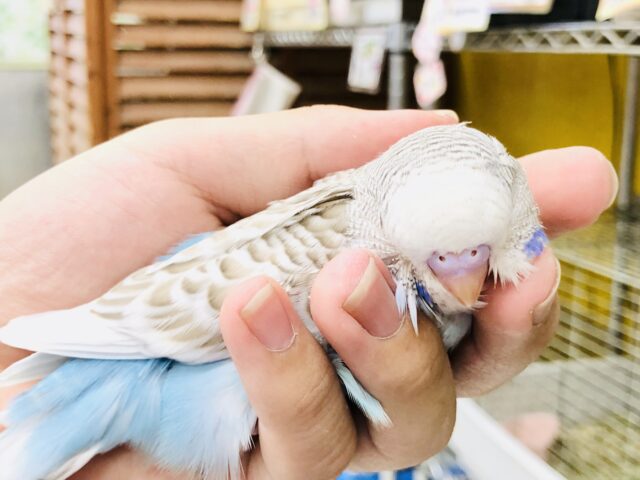 ジャンボセキセイインコ