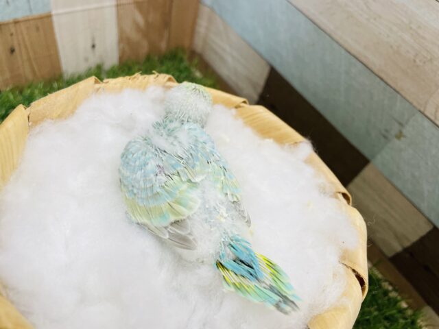 セキセイインコ