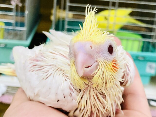 オカメインコ