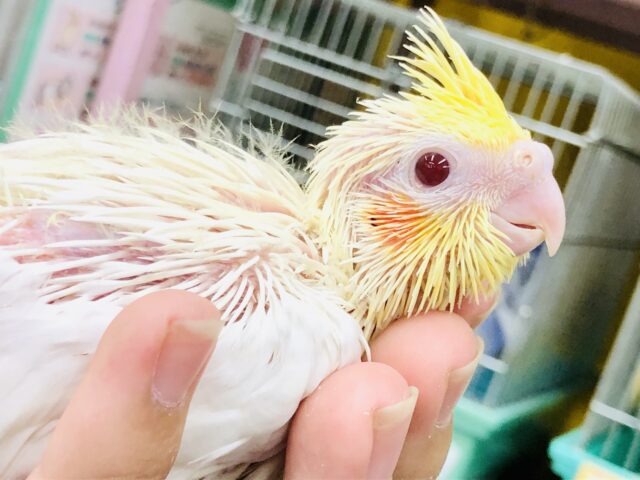 オカメインコ