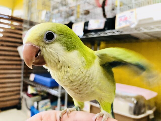 クリーミー抹茶カラー オキナインコ R5 8/2撮影 オキナインコ