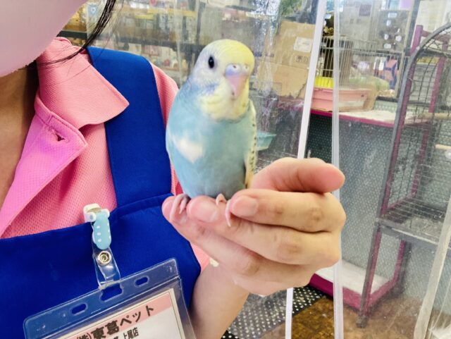 セキセイインコ