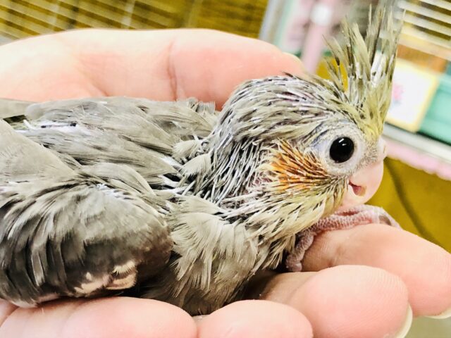 オカメインコ