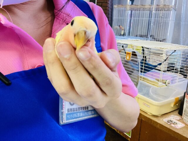 コザクラインコ（小桜インコ）