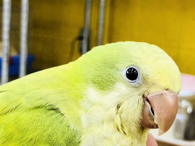 オキナインコ