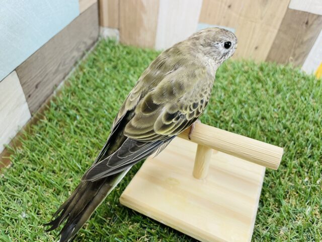 渋さの中にかっこよさあり!アキクサインコのノーマル! アキクサインコ(秋草インコ)