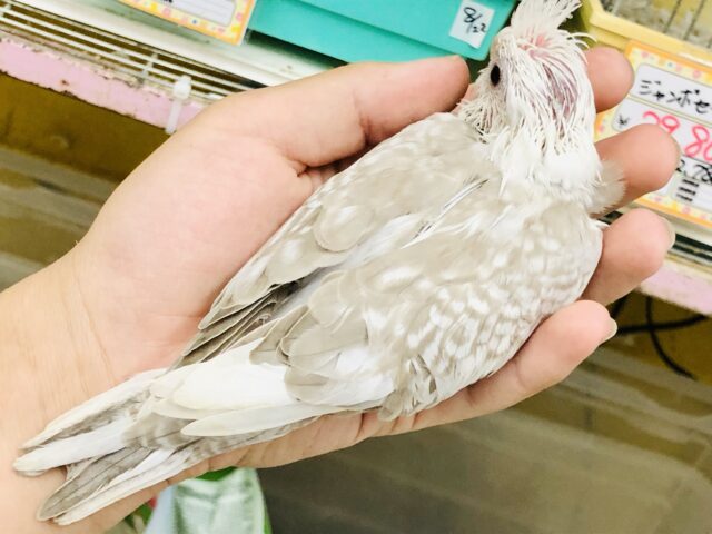 オカメインコ