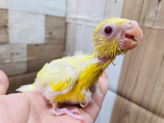 ビセイインコ（美声インコ）