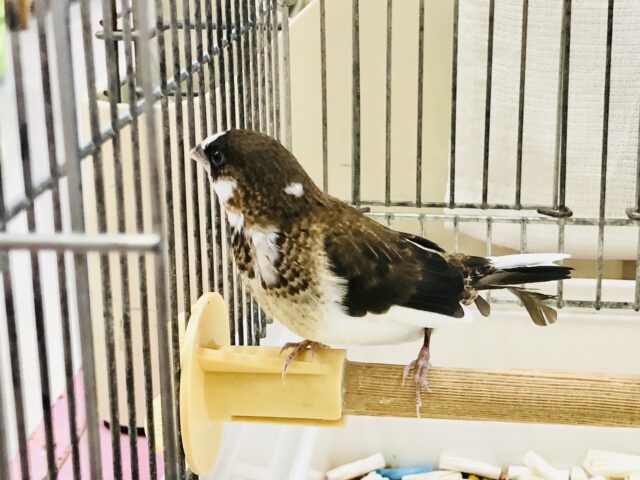 十姉妹（ジュウシマツ）