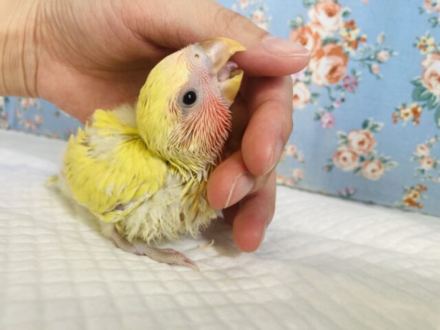 コザクラインコ（小桜インコ）