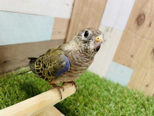 アキクサインコ（秋草インコ）