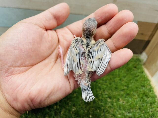 今期初入舎☆かっこよさと可愛さを兼ね備えたコ!シルバーイノ文鳥!! シルバーイノ文鳥