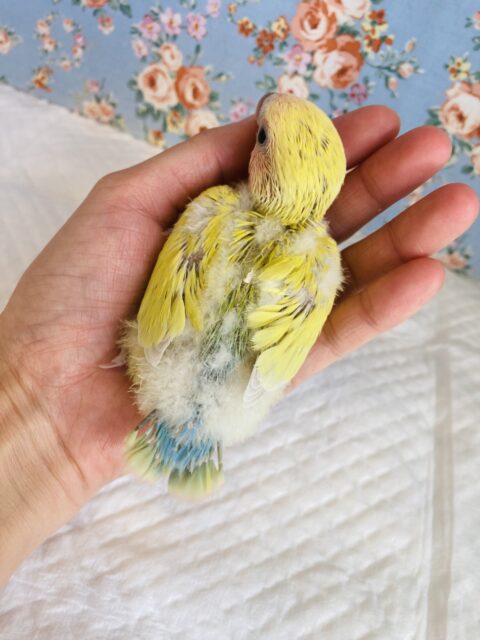 コザクラインコ（小桜インコ）