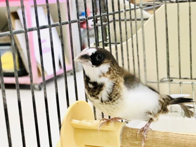 十姉妹（ジュウシマツ）