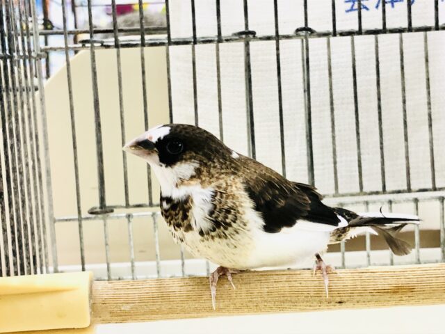 十姉妹（ジュウシマツ）