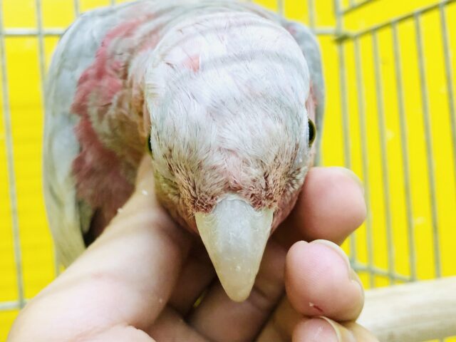 モモイロインコ