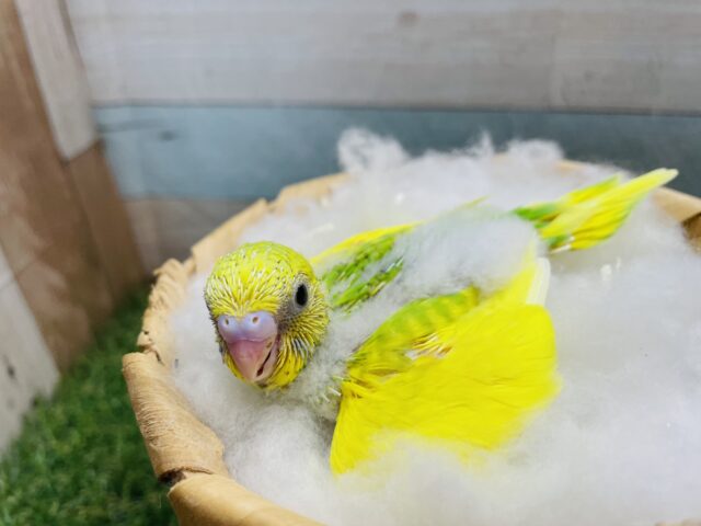セキセイインコ