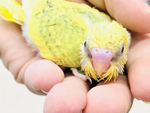 セキセイインコ