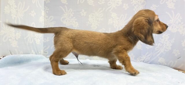 ミニチュアダックス