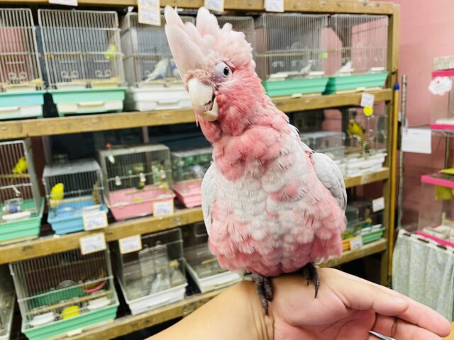 モモイロインコ