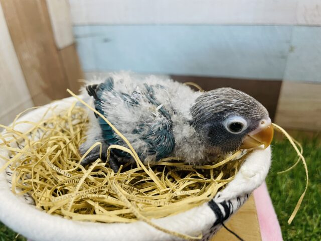 ブルーボタンインコ