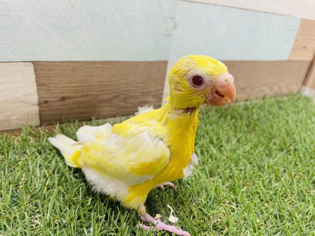 ビセイインコ（美声インコ）