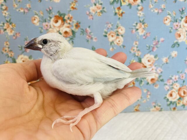 シルバー文鳥