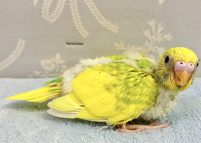 セキセイインコ