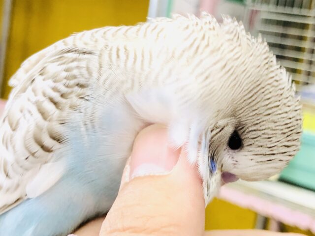 ジャンボセキセイインコ