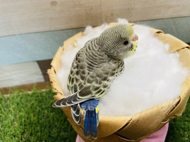セキセイインコ