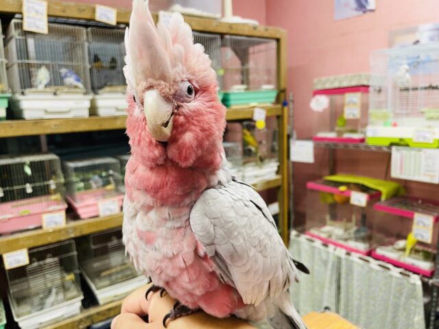 モモイロインコ