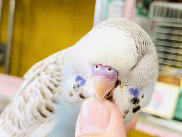 ジャンボセキセイインコ