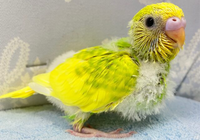 セキセイインコ