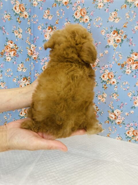 トイプードル