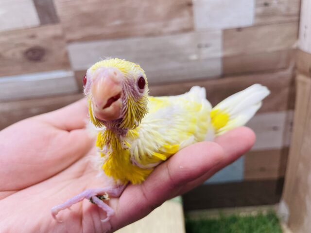 ビセイインコ（美声インコ）