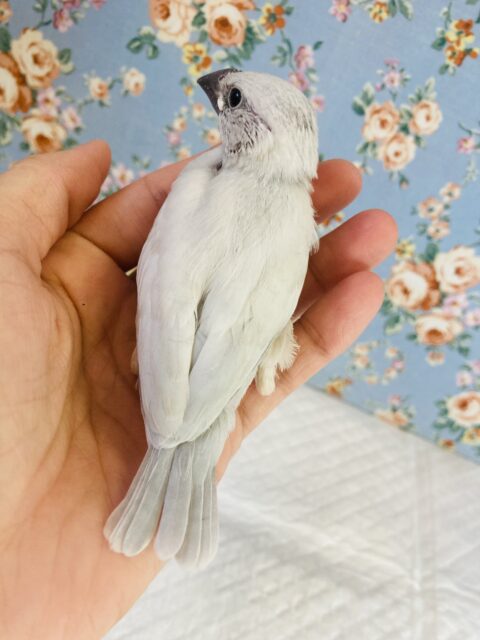 シルバー文鳥