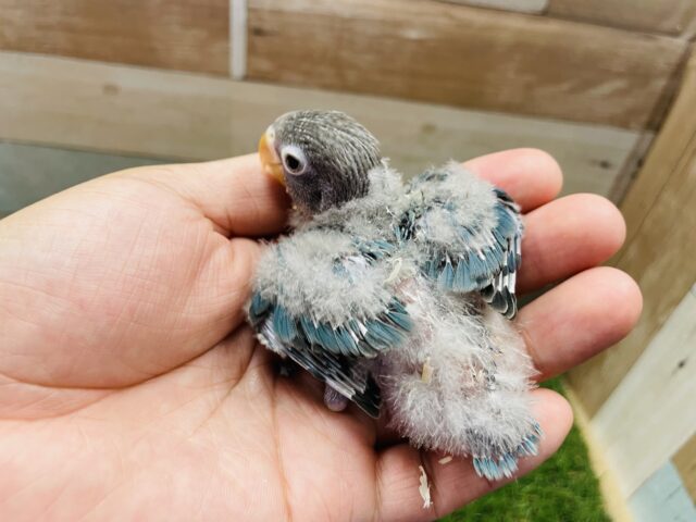 青いボディが綺麗なコ♪ブルーボタンインコ!! ブルーボタンインコ