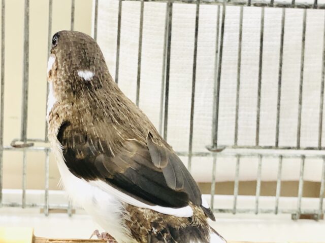 十姉妹（ジュウシマツ）