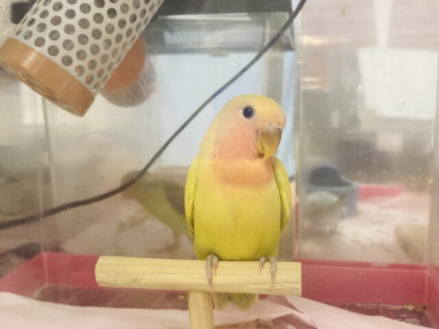 コザクラインコ（小桜インコ）