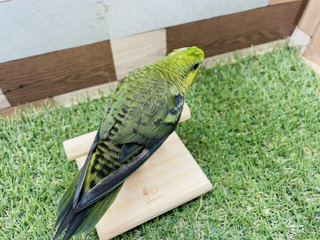 サザナミインコ