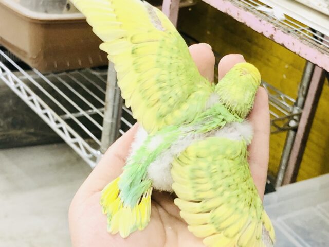 セキセイインコ