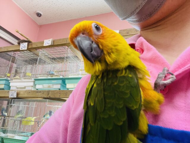 コガネメキシコインコ