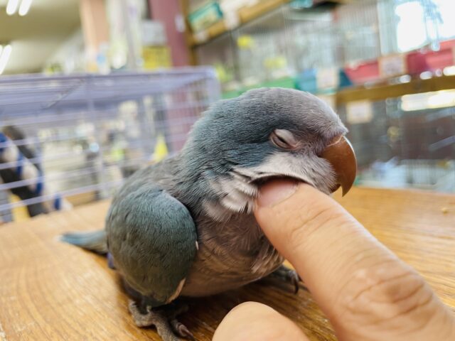 オキナインコ
