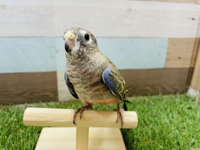 渋さの中にかっこよさあり!アキクサインコのノーマル! アキクサインコ(秋草インコ)