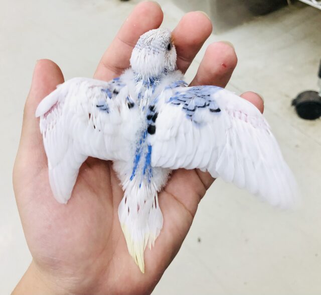 セキセイインコ