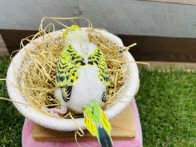 セキセイインコ