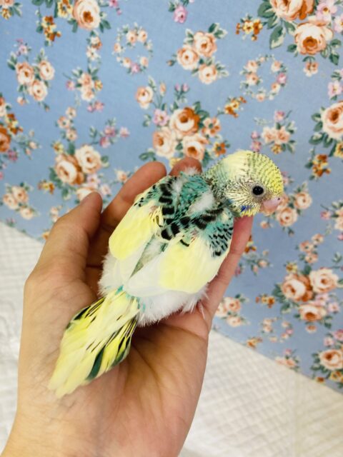 セキセイインコ