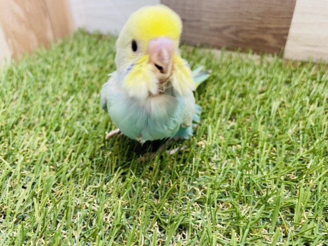 セキセイインコ